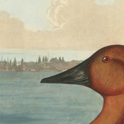 Ente auf Leinwandrücken von John James Audubon, 1827