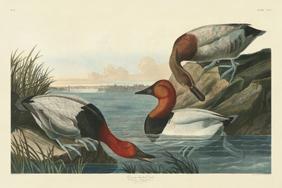 Canard à dos en toile par John James Audubon, 1827