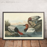 Anatra con supporto in tela da 'Uccelli d'America' di John James Audubon, 1827 