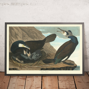 Common Cormorant from &