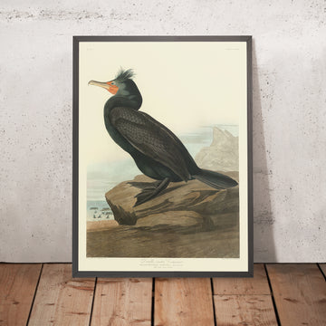 Cormorano a doppia cresta da &