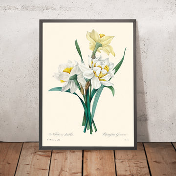 Illustration botanique de la jonquille double par Pierre-Joseph Redouté, 1827 