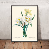 Illustrazione botanica del Doppio Daffodil di Pierre-Joseph Redouté, 1827 