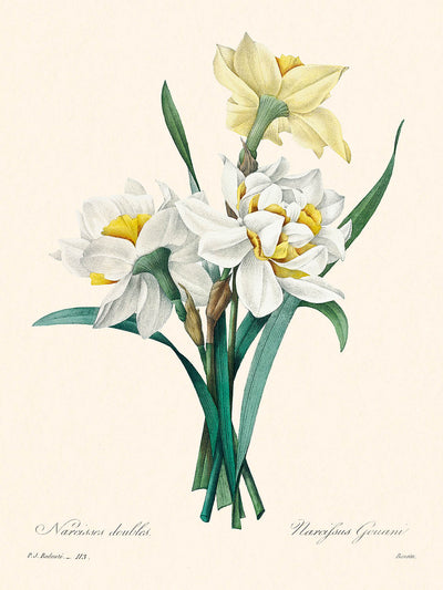 Double Daffodil Botanical Illustration by Pierre-Joseph Redouté, 1827