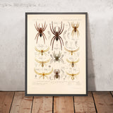 Spiders (Araneidea, Plate 12) by Frederick DuCane Godman, 1879