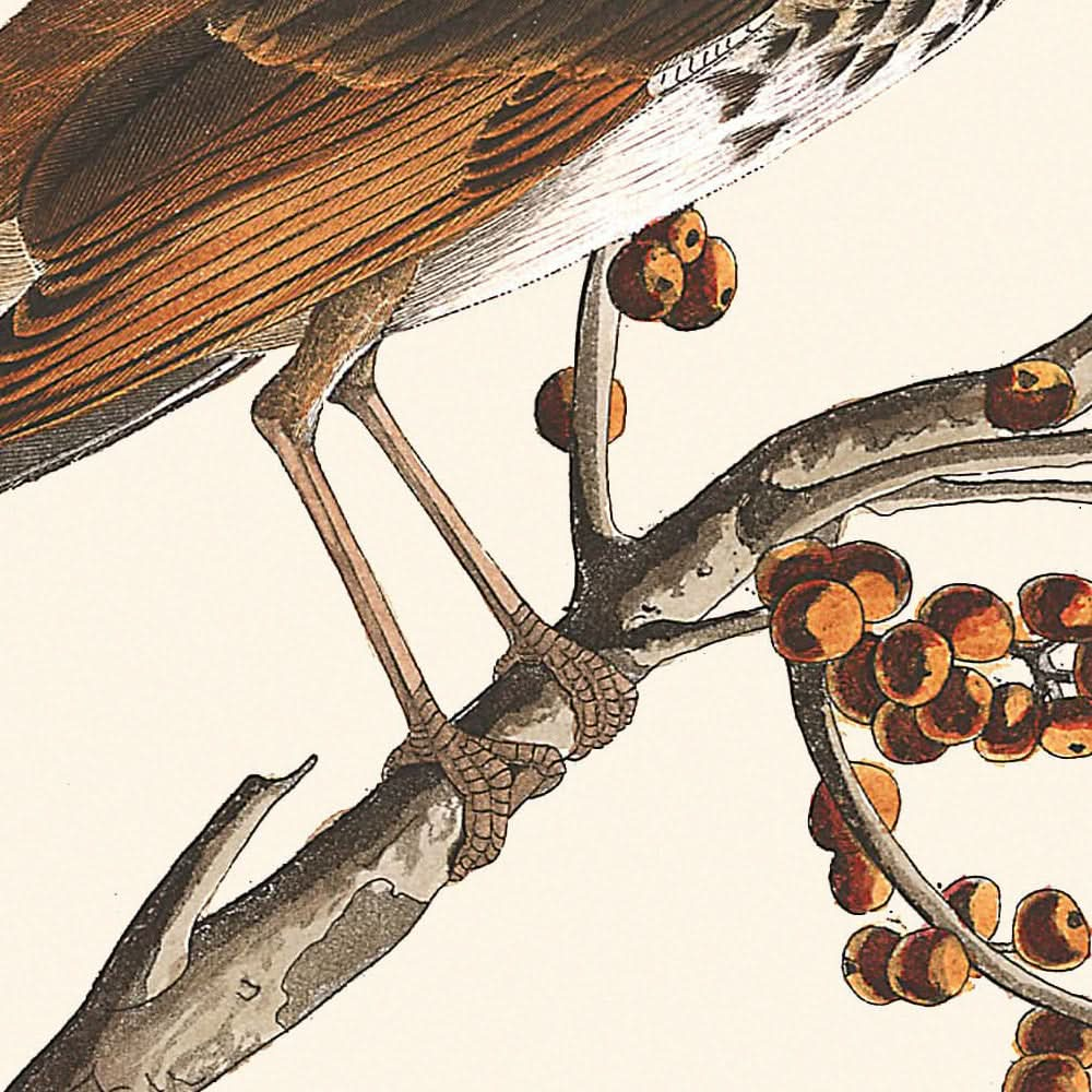 Grive solitaire de John James Audubon, 1827