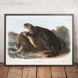 Sea Otter (Enhydra marina) by John Woodhouse Audubon, 1845