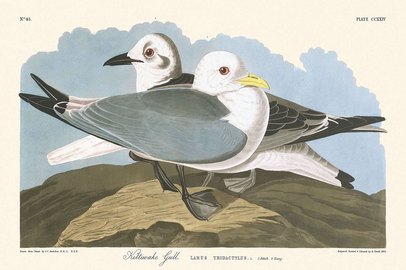 Kittiwake Möwe von John James Audubon, 1827 