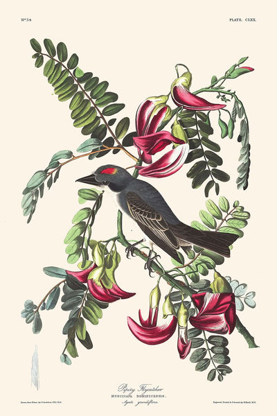 Piping Flycatcher von John James Audubon, 1827