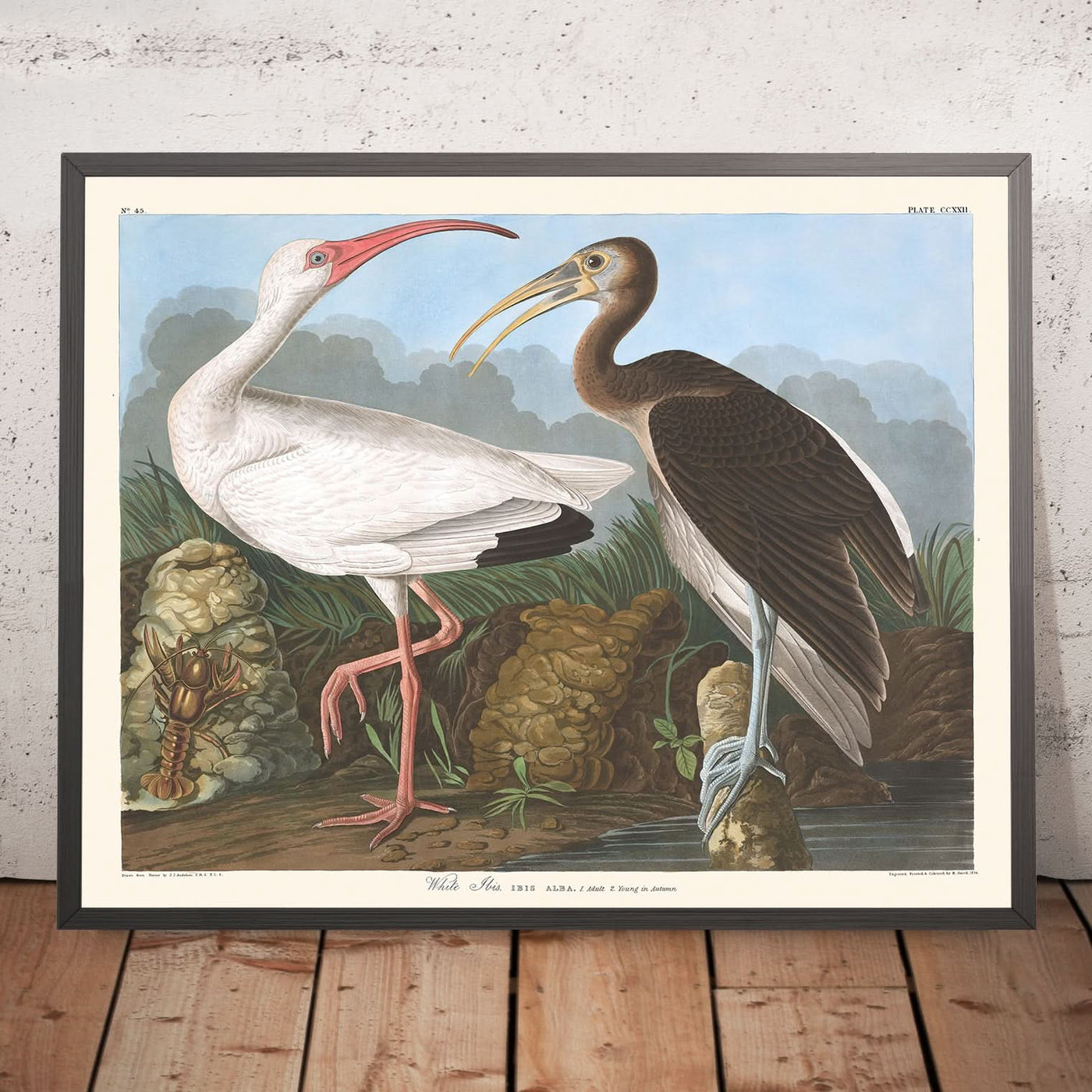 Ibis blanco de John James Audubon, 1827