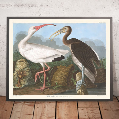 White Ibis by John James Audubon, 1827