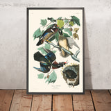 Sommer- oder Holzente von John James Audubon, 1827 