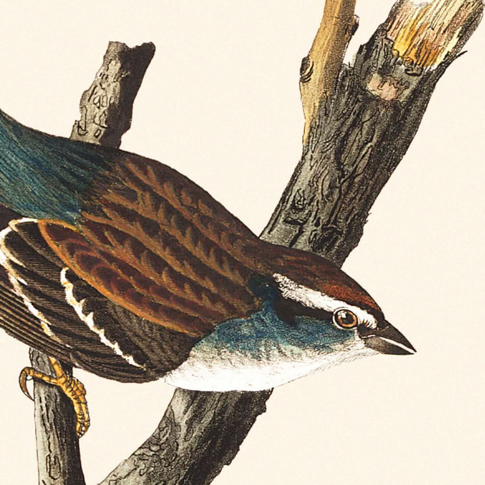 Gorrión chipping, de John James Audubon, 1827