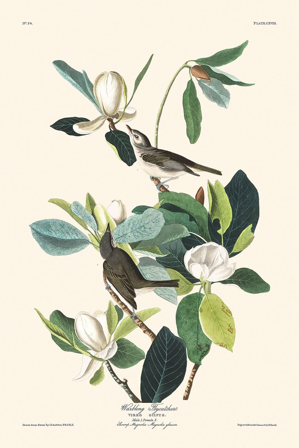 Singender Fliegenschnäpper von John James Audubon, 1827