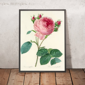 A framed image of Cabbage Rose (Rosa centifolia, Plate 86) by Pierre Joseph Redouté, 1827