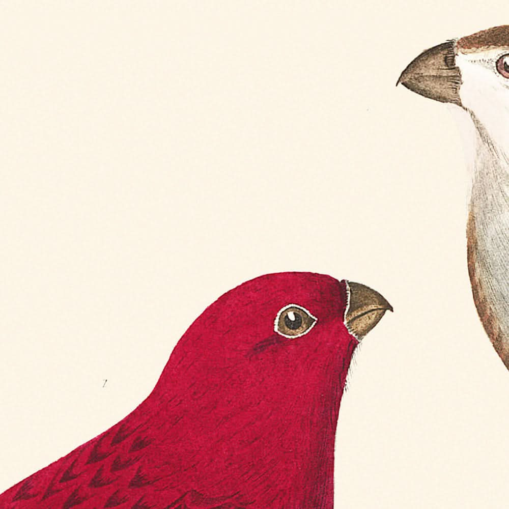 Pine Grosbeak by John James Audubon, 1827