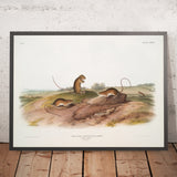 Jumping Mouse (Meriones Americanus) by John Woodhouse Audubon, 1845