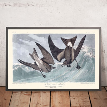 Petrello a coda di forca di John James Audubon, 1827 