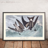 Pétrel à queue fourchue par John James Audubon, 1827