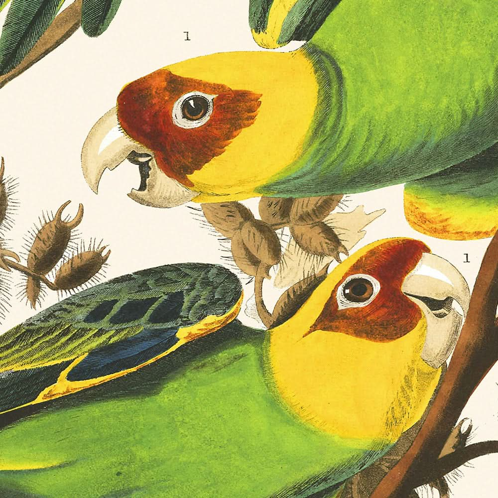 Perroquet de Caroline par John James Audubon, 1827