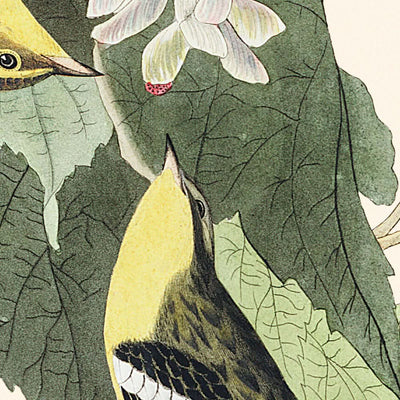 Hemlock-Waldsänger von John James Audubon, 1827