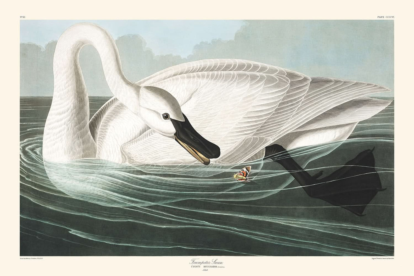 Trompeterschwan von John James Audubon, 1827