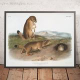 Prairie Dog (Spermophilus ludovicianus) by John Woodhouse Audubon, 1845