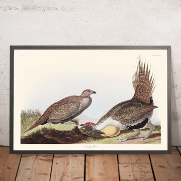 Cock delle Pianure di John James Audubon, 1827 