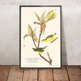 Kentucky-Warbler von John James Audubon, 1827 