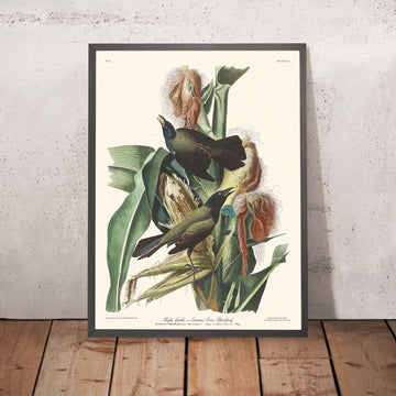 Grakle viola o Corvo comune dal Blackbird di John James Audubon, 1827 