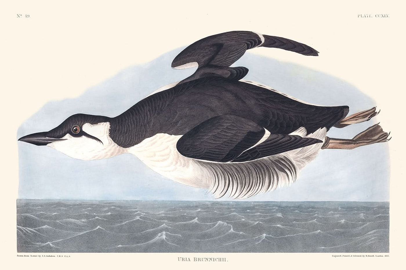 Uria Brunnichi par John James Audubon, 1827