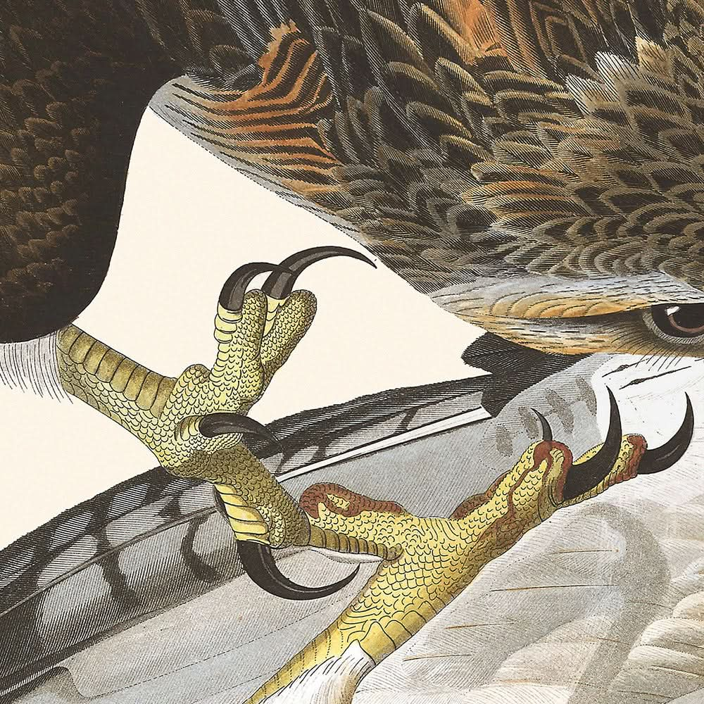 Rotschwanzbussard von John James Audubon 1827