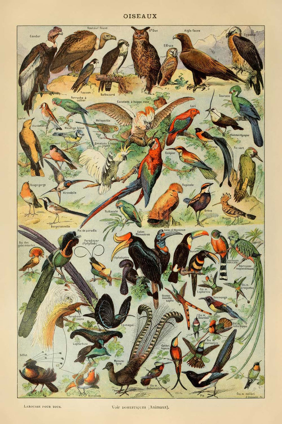 Uccelli (2) di Adolphe Millot 1890 - Pappagalli, Falchi, Uccelli Tropicali 