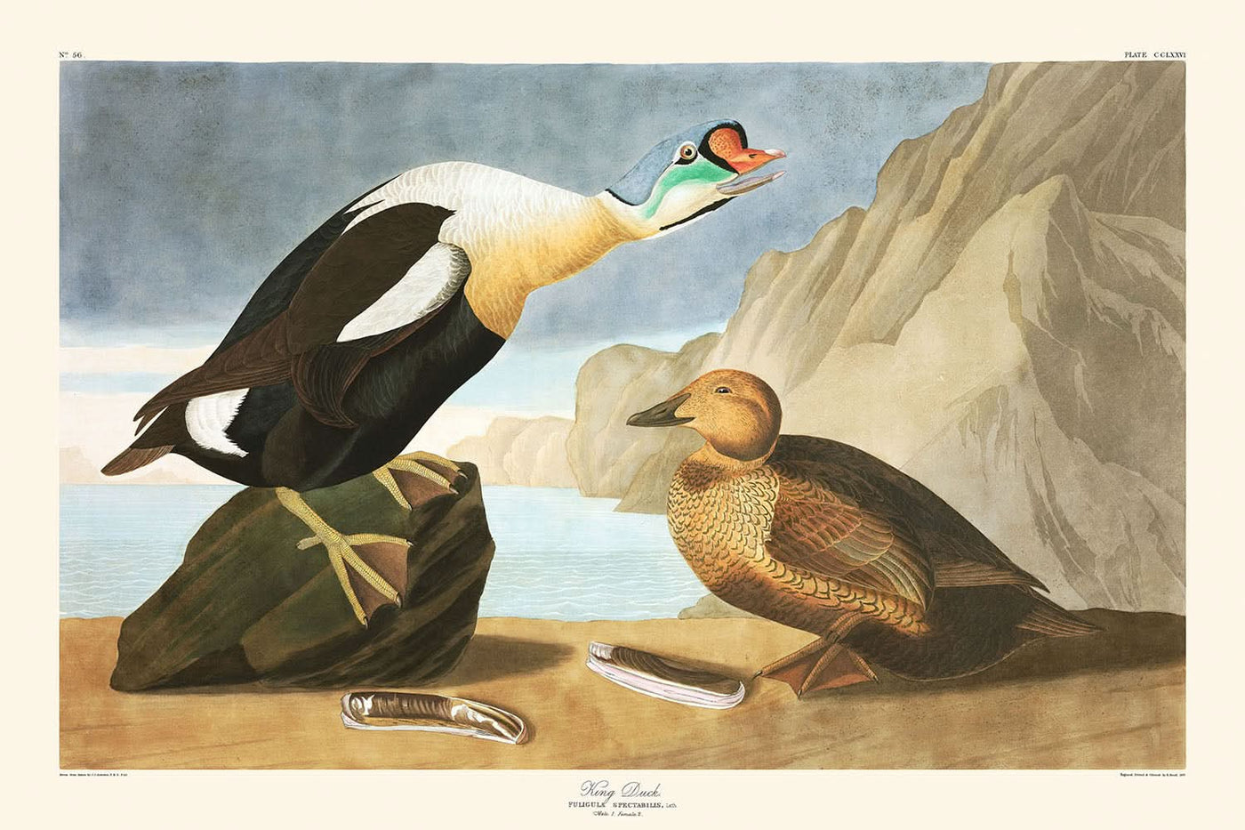 Königsente von John James Audubon, 1827