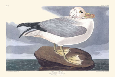 Eissturmvogel von John James Audubon, 1827