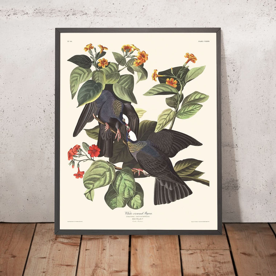 Piccione dalla corona bianca di John James Audubon, 1827 