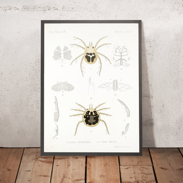 A framed image of 