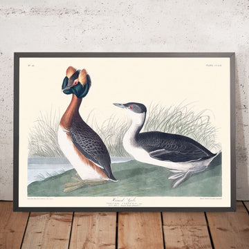 Grebe cornuto di John James Audubon, 1827 