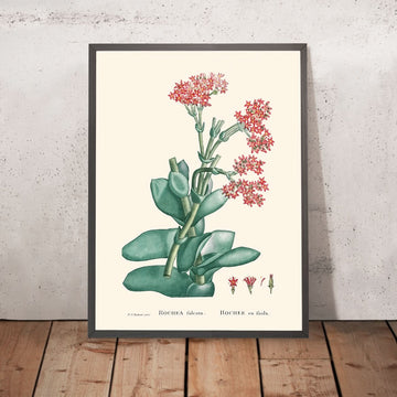 Hélice (Avion) Plante par Pierre-Joseph Redouté, 1802 