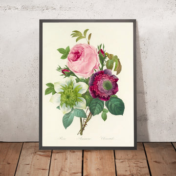 A framed image of Rose, Anemone and Clematis (Plate 95) by Pierre Joseph Redouté, 1827