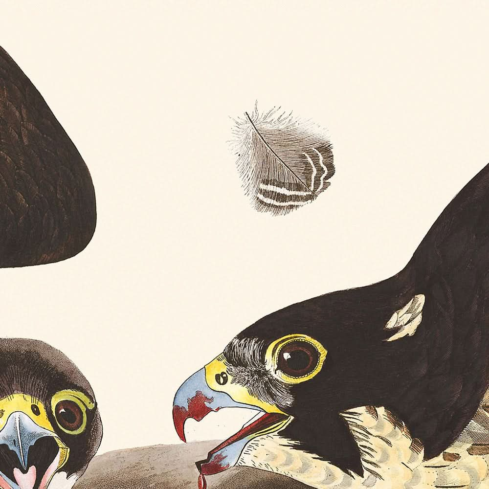 Gavilán de patas grandes, de John James Audubon, 1827