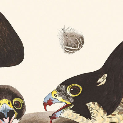 Great-footed Hawk by John James Audubon, 1827