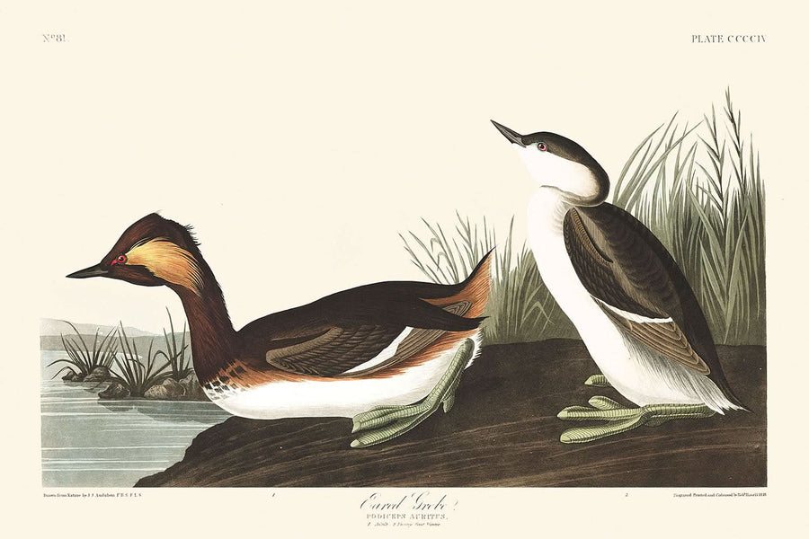 Grebe con orecchie di John James Audubon, 1827 