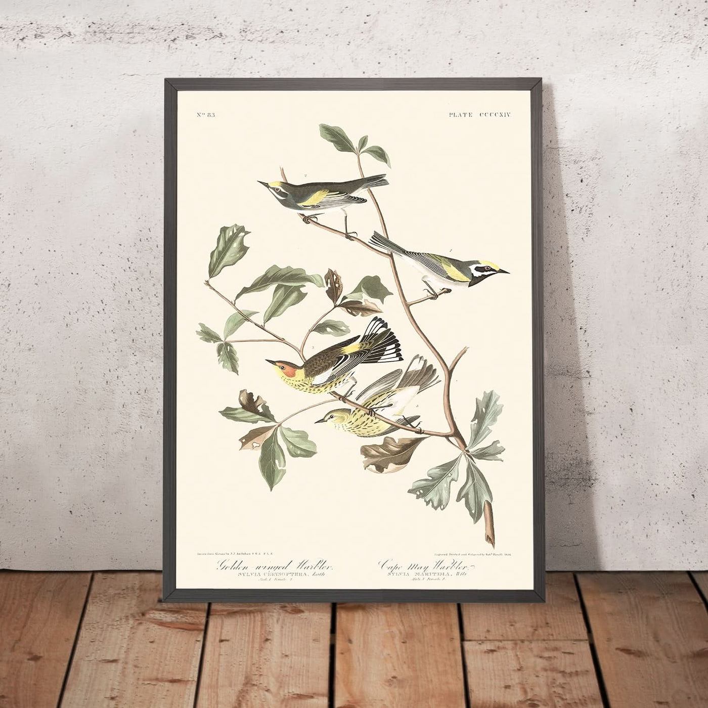 Golden-winged Warbler and Cape May Warbler by Audubon, 1827