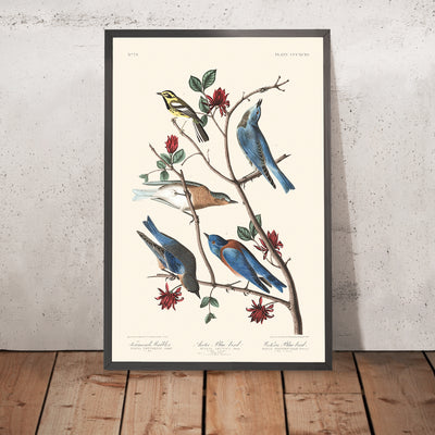 A framed image of Townsend's Warbler, Arctic Blue-bird, Western Blue-bird by John James Audubon, 1827