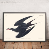 Sooty Tern by John James Audubon, 1827