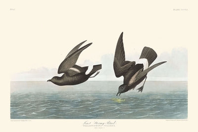 Least Stormy-Petrel by John James Audubon, 1827