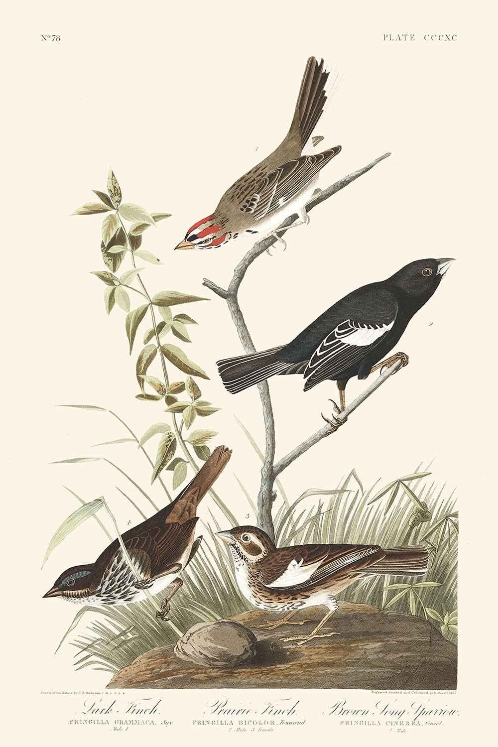 Lerchenfink, Präriefink, Brauner Singammer von John James Audubon, 1827