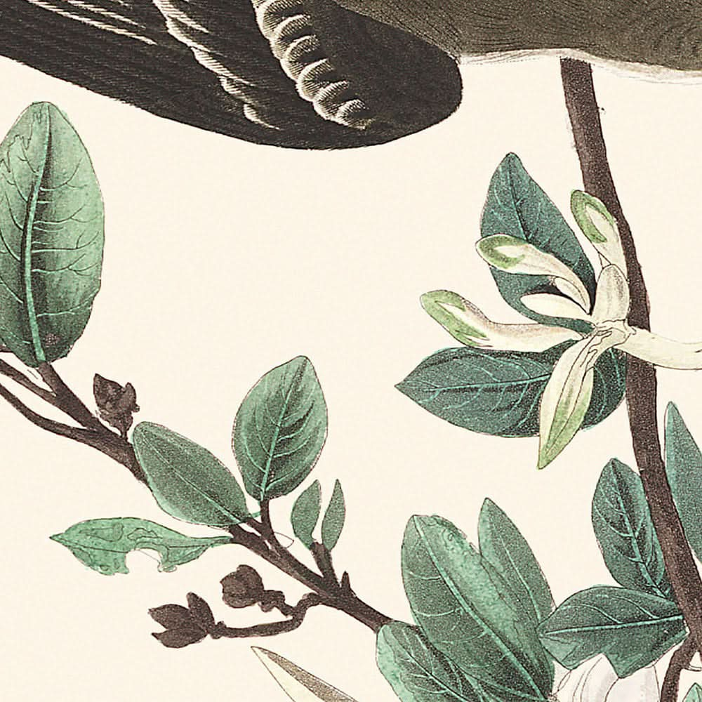 Pioui des bois de John James Audubon, 1827