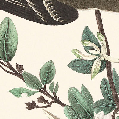 Wood Pewee von John James Audubon, 1827